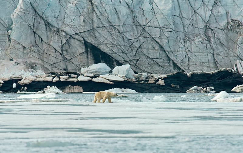 Polar bear (Ursus maritimus)
