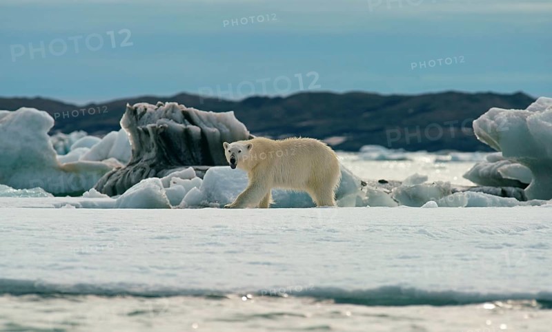 Polar bear (Ursus maritimus) runs on the ice