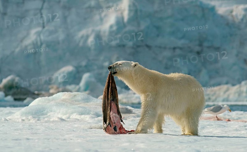 Polar bear (Ursus maritimus) with captured seal skin