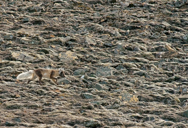 Arctic fox (Vulpes lagopus)