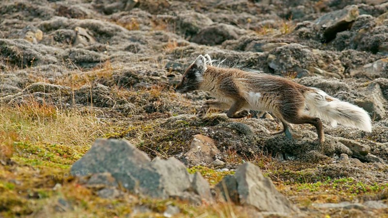 Arctic fox (Vulpes lagopus)