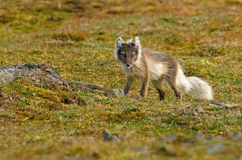 Arctic fox (Vulpes lagopus)