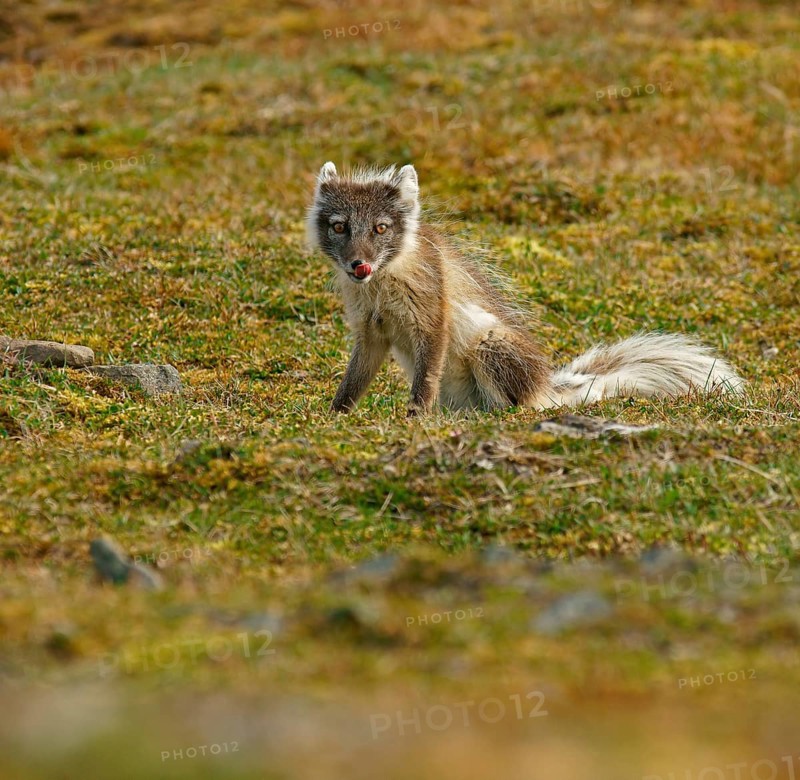 Arctic fox (Vulpes lagopus)
