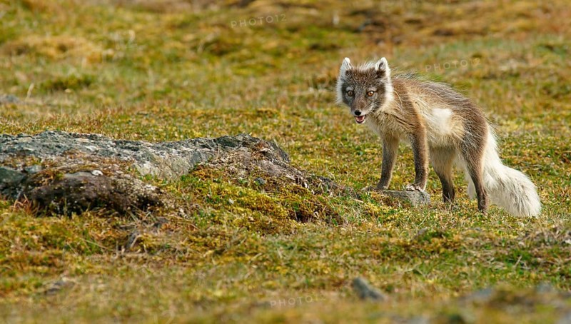Arctic fox (Vulpes lagopus)