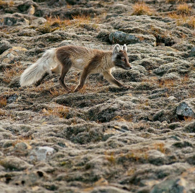 Arctic fox (Vulpes lagopus)