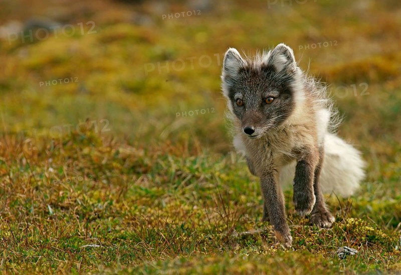 Arctic fox (Vulpes lagopus)