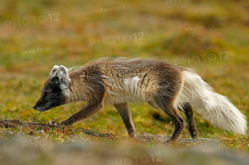 Arctic fox (Vulpes lagopus)