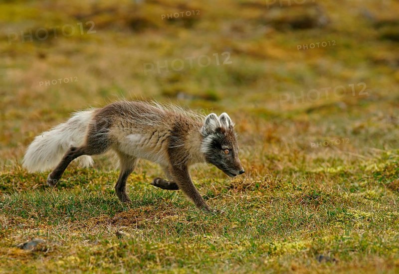 Arctic fox (Vulpes lagopus)