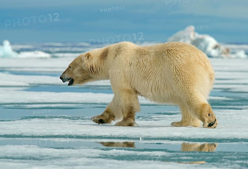 Polar bear (Ursus maritimus)