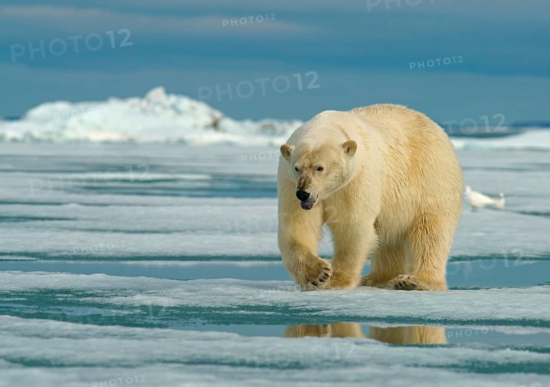 Polar bear (Ursus maritimus) female running on ice floe