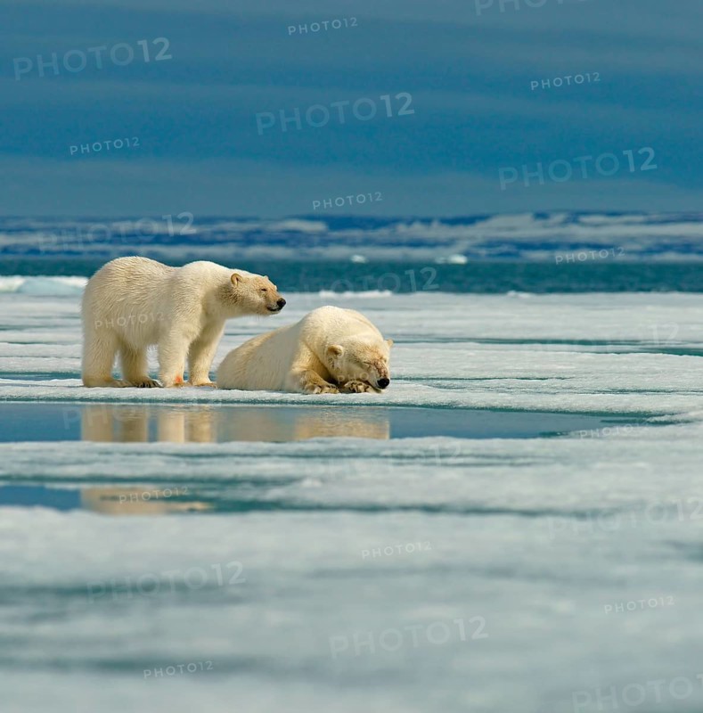 Polar bear (Ursus maritimus)