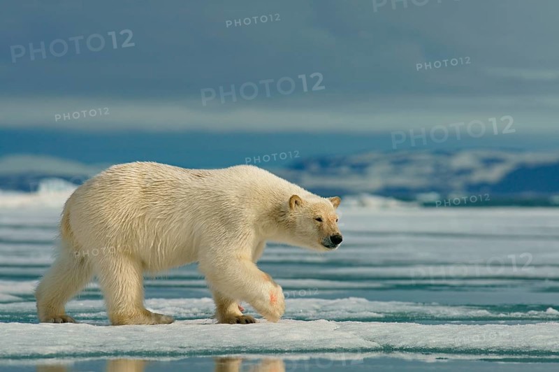 Polar bear (Ursus maritimus) runs on ice floe