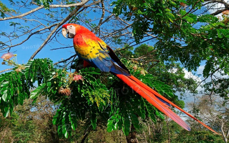 Scarlet macaw (Ara macao) sits on branch in tree