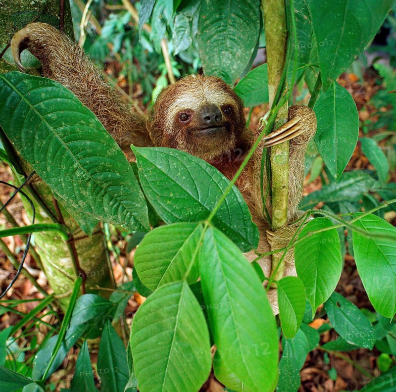Brown-throated sloth (Bradypus variegatus)