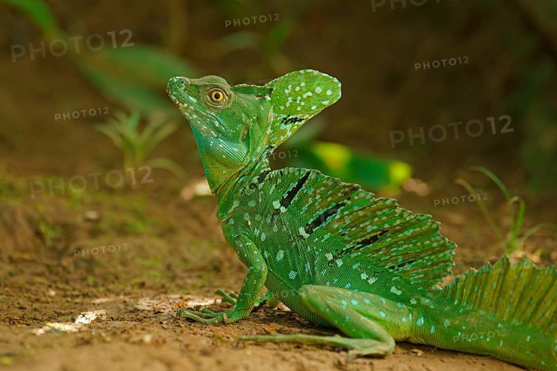 Plumed basilisk (Basiliscus plumifrons) on the ground