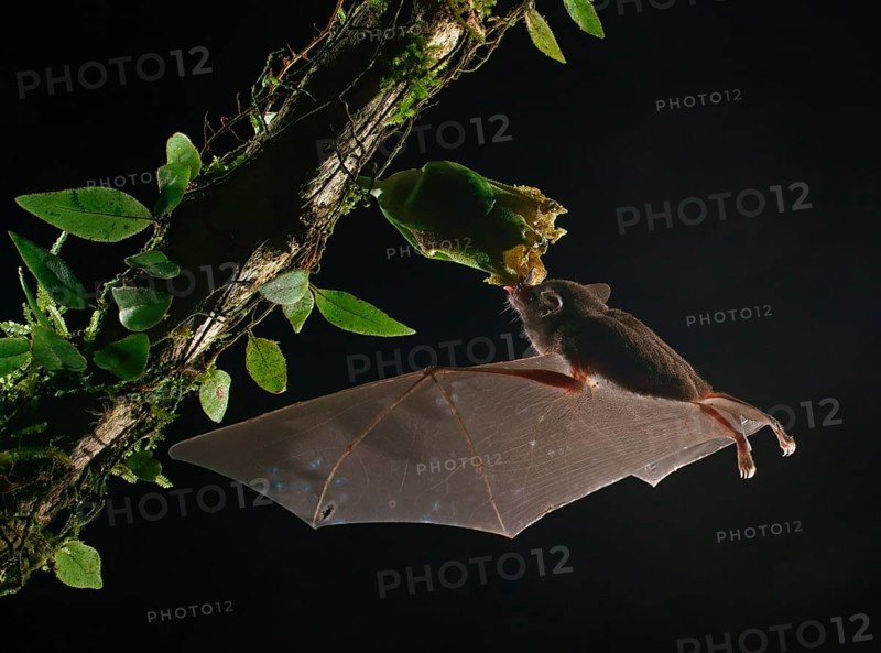 Pallas's long-tongued bat (Glossophaga soricina)