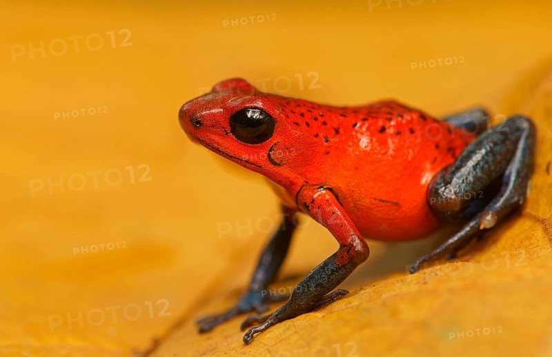 Strawberry poison-dart frog (Oophaga pumilio)