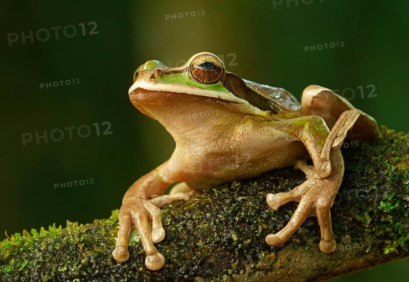 Masked Tree Frog (Smilisca phaeota) sits on branch