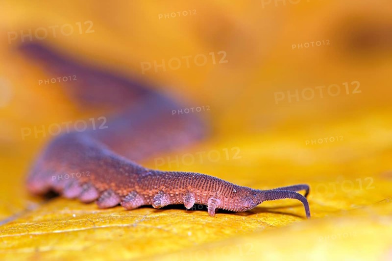 Epiperipatus isthmicola (Epiperipatus isthmicola) on yellow leaf