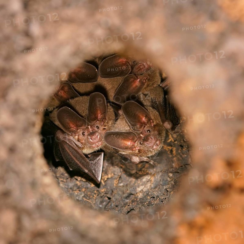 Pygmy round-eared bats (Lophostoma brasiliense) in a termite hill