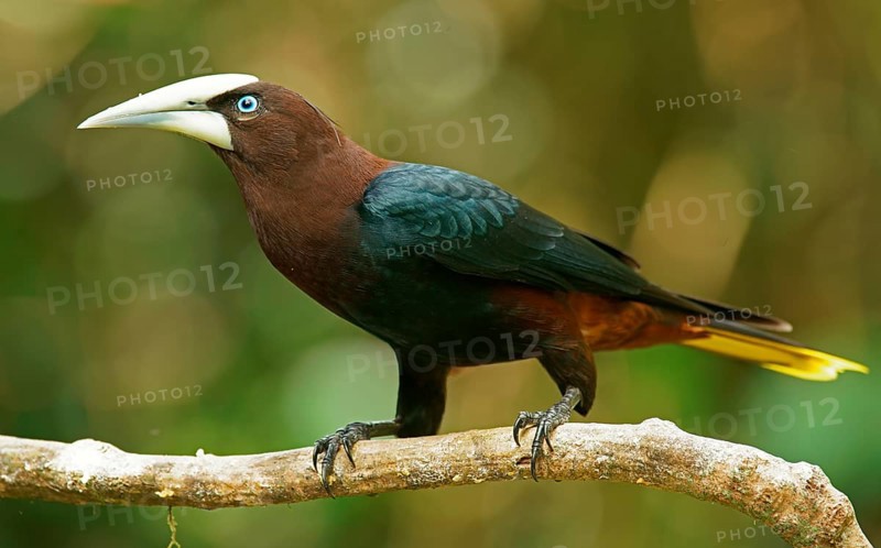 Chestnut-headed oropendola (Psarocolius wagleri) sits on branch