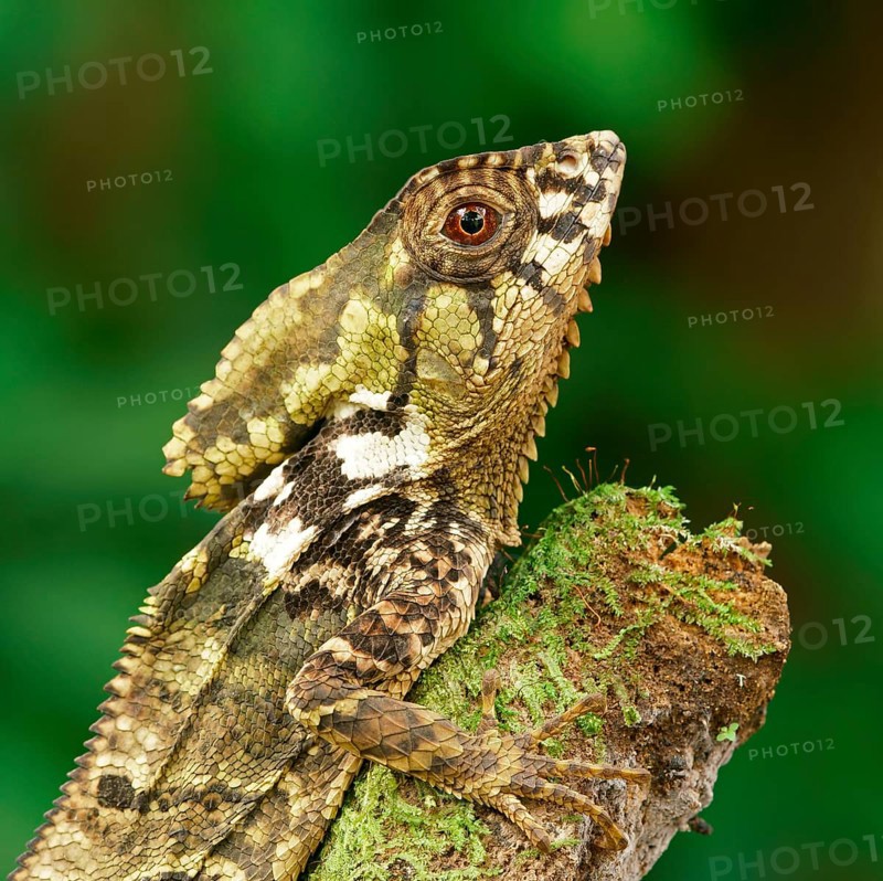 Smooth helmeted iguana (Corytophanes cristatus)