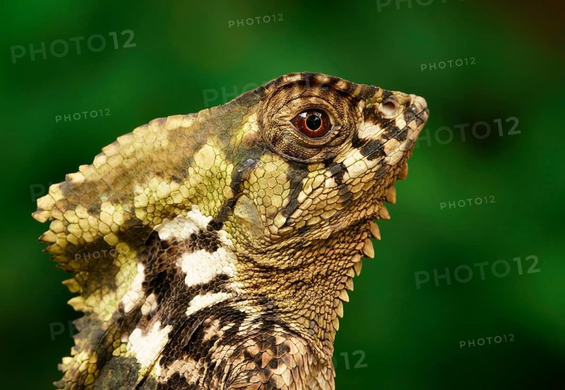 Smooth helmeted iguana (Corytophanes cristatus)