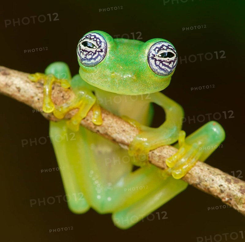 Glass frog (Sachatamia ilex) hangs on branch