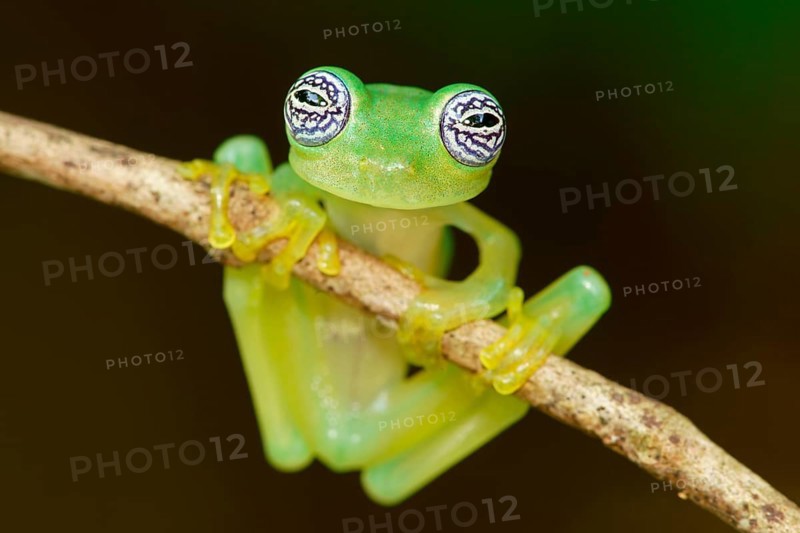 Glass frog (Sachatamia ilex) hangs on branch