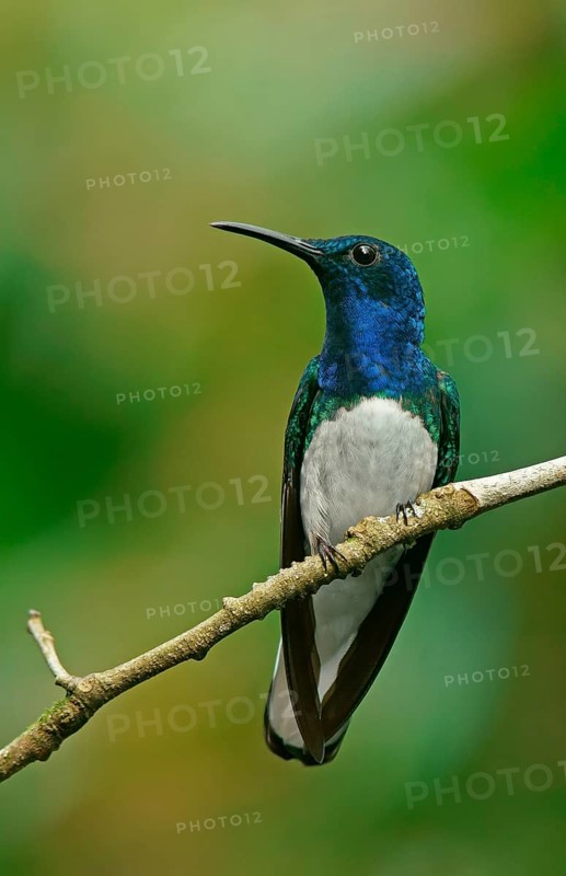White-necked jacobin (Florisuga mellivora) sits on a branch