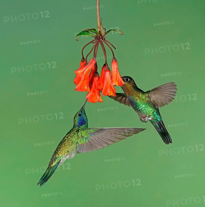 Mexican violetear (Colibri thalassinus) and Fiery-throated hummingbird (Panterpe insignis) in flight