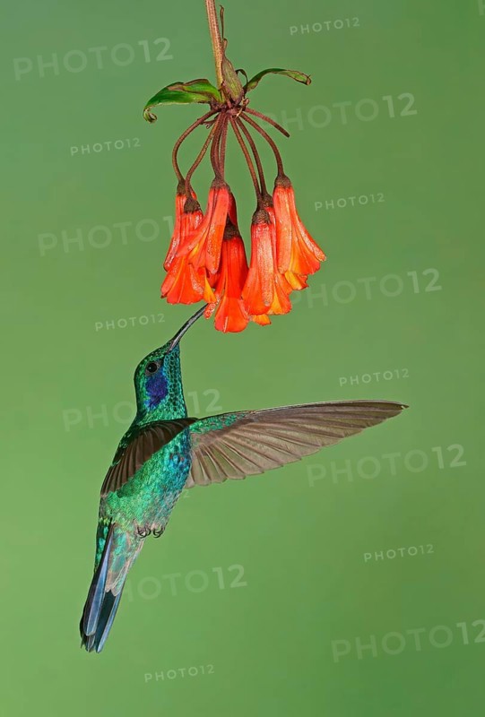 Mexican violetear (Colibri thalassinus) in flight