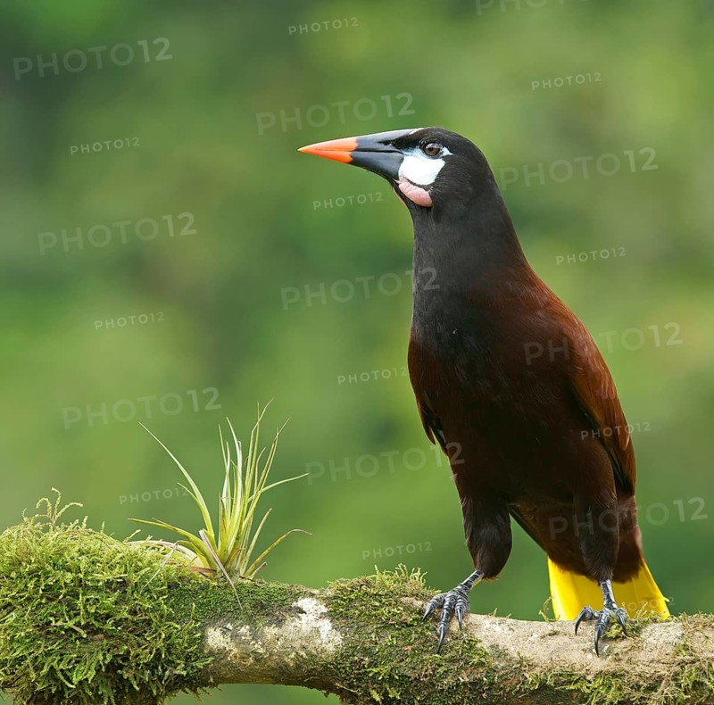 Montezuma Oropendola (Gymnostinops montezuma) sits on branch