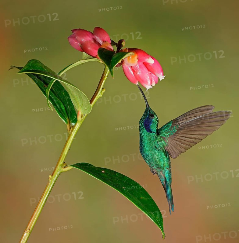 Mexican violetear (Colibri thalassinus) in flight