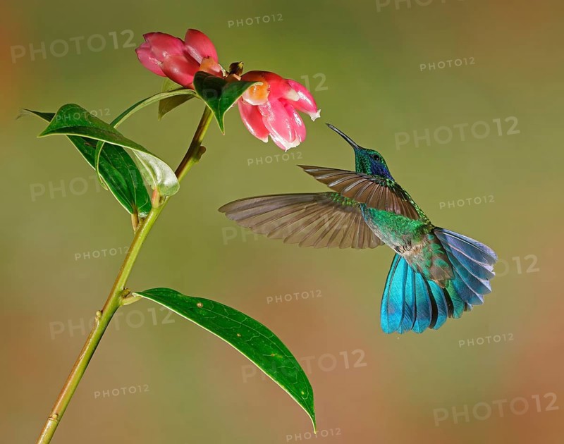 Mexican violetear (Colibri thalassinus) in flight