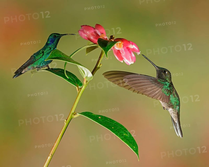 Mexican violetear (Colibri thalassinus) and Fiery-throated hummingbird (Panterpe insignis) in flight