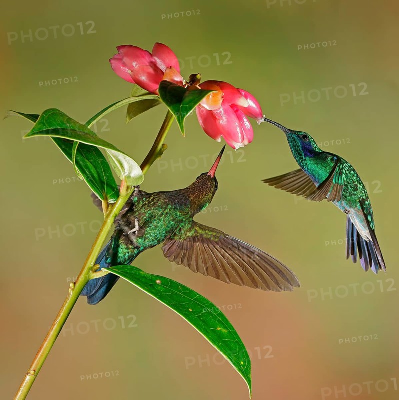 Mexican violetear (Colibri thalassinus) and Fiery-throated hummingbird (Panterpe insignis) in flight