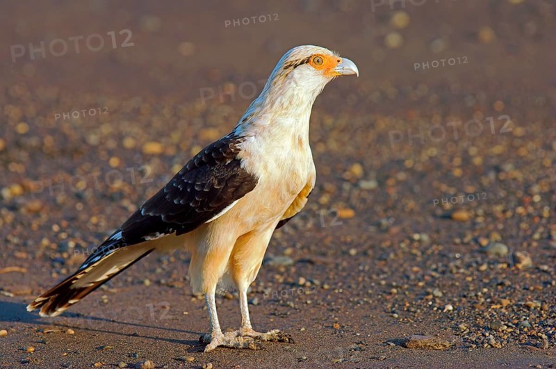 Yellow-headed caracara (Milvago chimachima)
