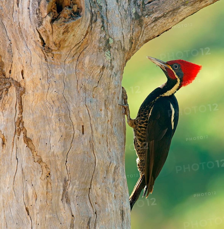 Lineated woodpecker (Dryocopus lineatus) on tree trunk