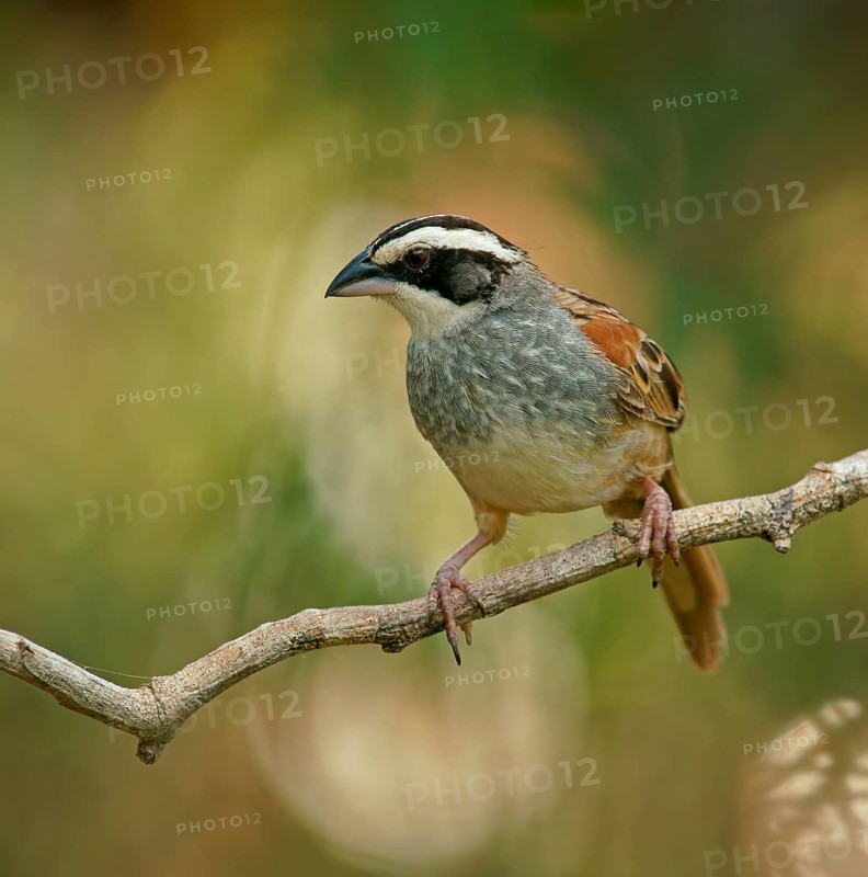 Stripe-headed Sparrow (Peucaea ruficauda) sits on branch