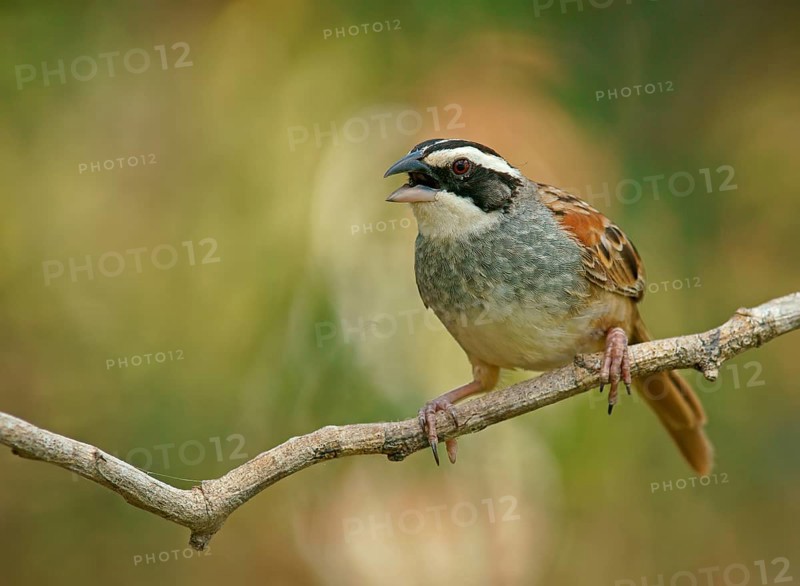 Stripe-headed Sparrow (Peucaea ruficauda) sits calling on branch