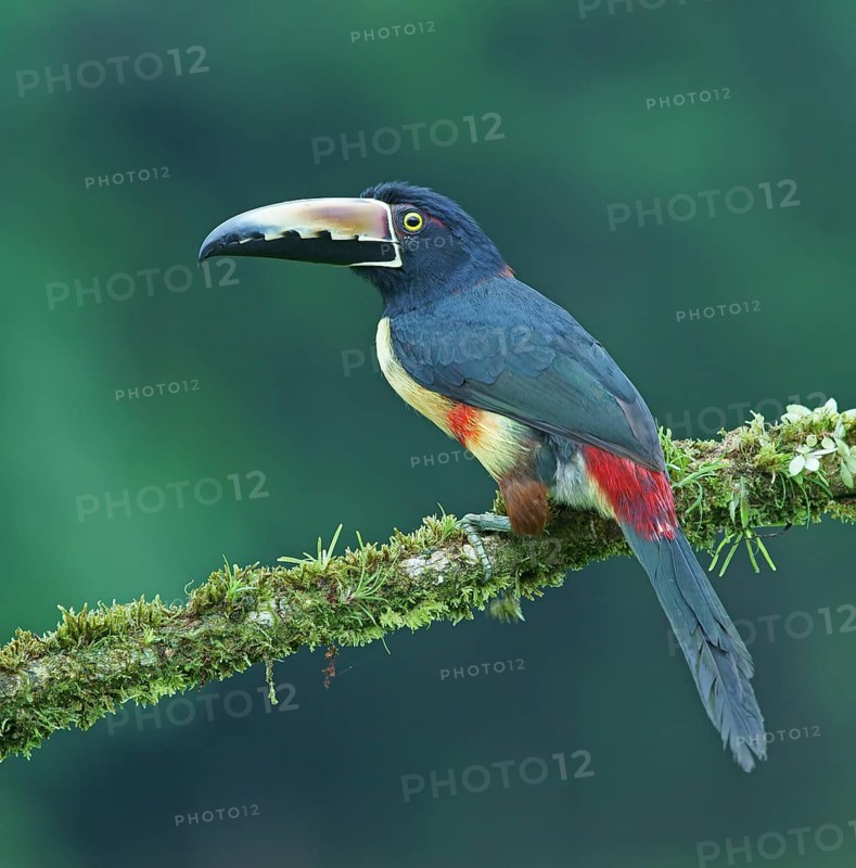 Collared aracari (Pteroglossus torquatus) sits on mossy branch