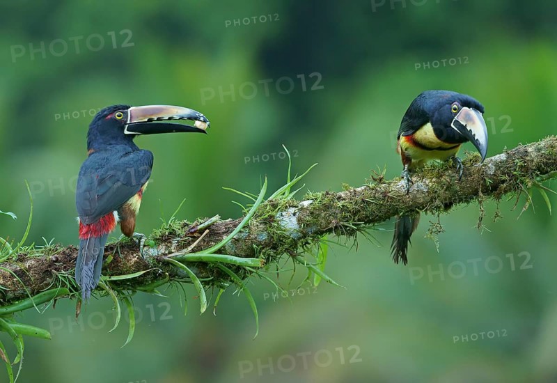 Two Collared aracari (Pteroglossus torquatus) sitting on a mossy branch