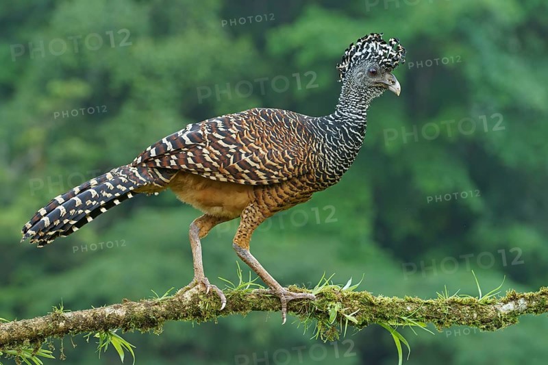Great curassow (Crax rubra)