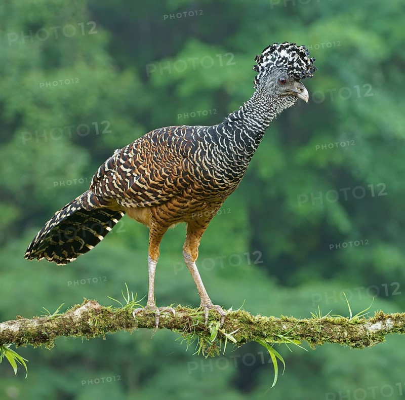 Great curassow (Crax rubra)