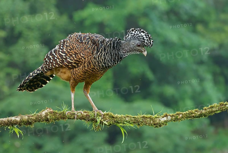 Great curassow (Crax rubra)