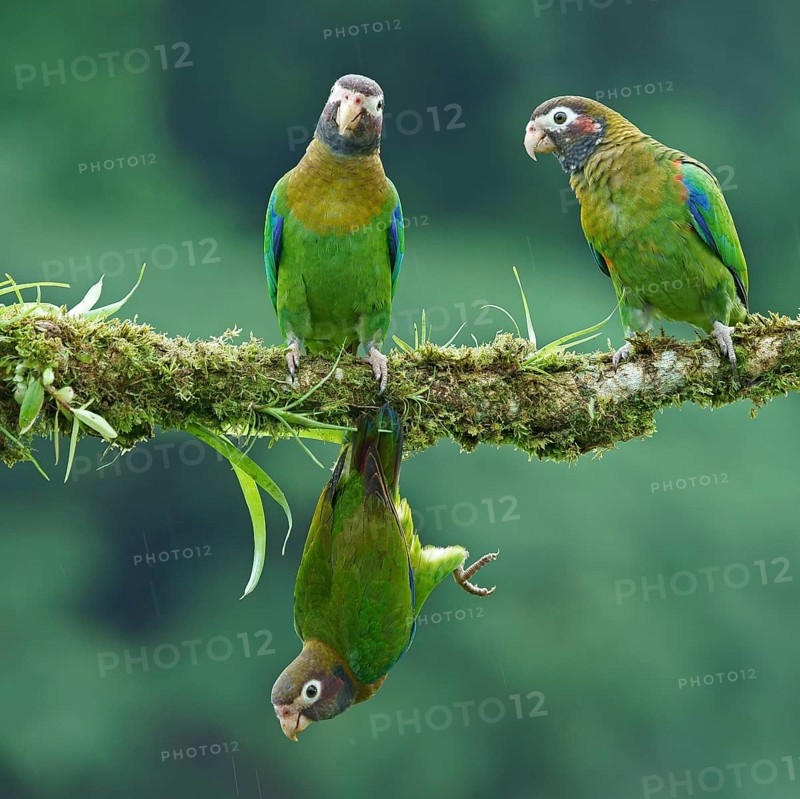 Brown-hooded Parrots (Pyrilia haematotis) sit and hang on mossed branch