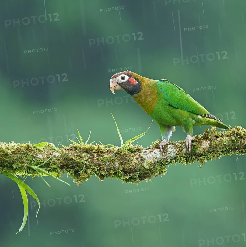 Brown-hooded Parrot (Pyrilia haematotis) sits on a mossy branch in the rain