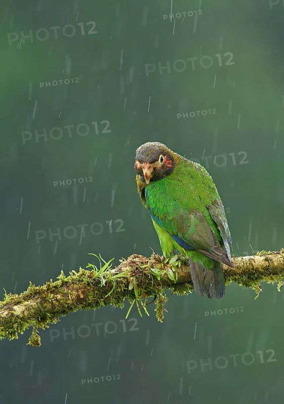 Brown-hooded Parrot (Pyrilia haematotis) sits on a mossy branch in the rain