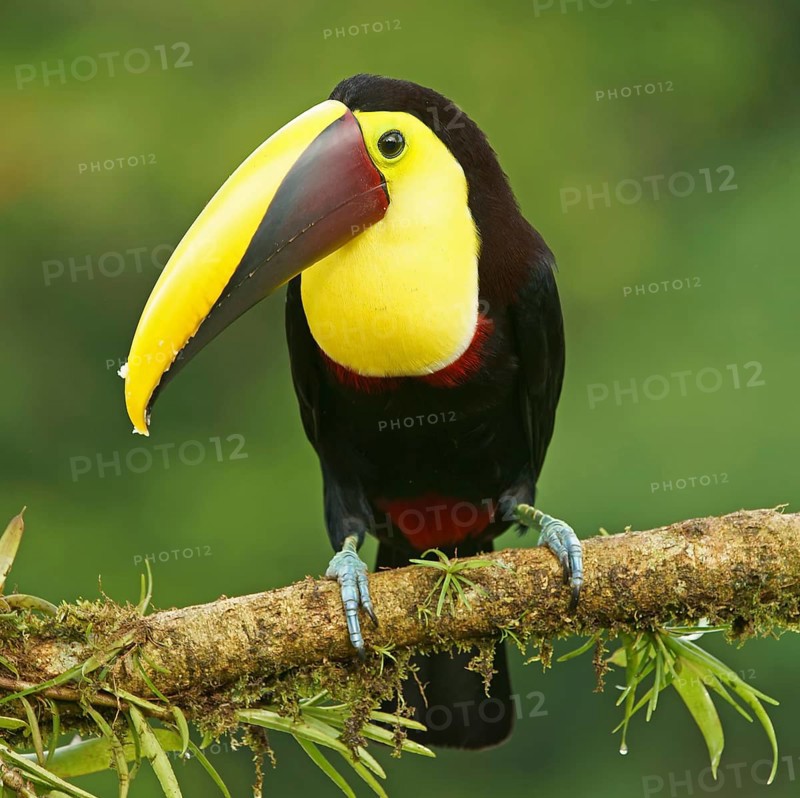 Black-mandibled toucan (Ramphastos ambiguus) sits on mossy branch